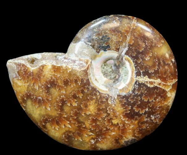 Cleoniceras Ammonite Fossil - Madagascar #44476